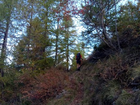 Dans la forêt de mélèzes...