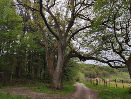 Grands arbres 