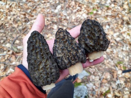 Lors d’explorations en forêt : la cueillette est bonne cette saison !