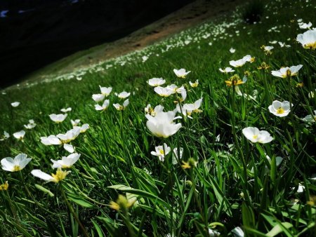 La flore se réveille d’un long hiver !