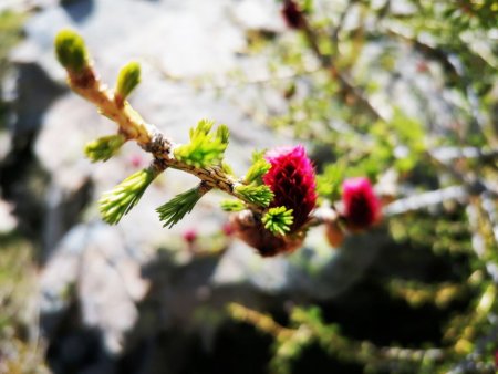 Bourgeons de pignes de mélèzes