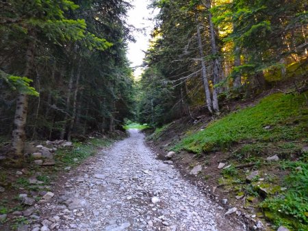 La piste s’écartant du torrent de la Rouanne pour s’élever en forêt