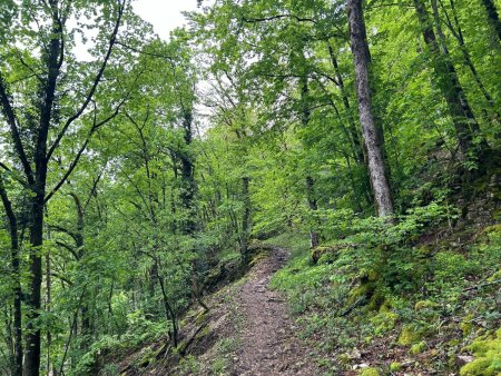 Dans le rétro, le sentier en traversée dans la ravine (portion boisée)