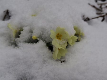 Quelques primevères trompées par la chaleur des semaines précédentes se rendent compte de leur bévue.