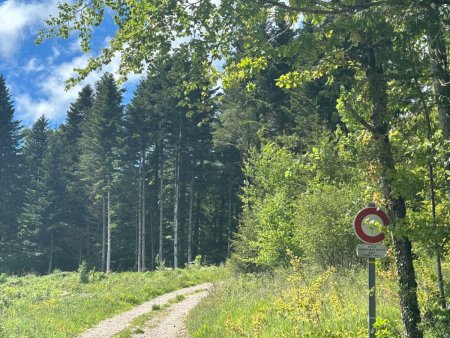 Route forestière privée, en direction de la Combe aux Bœufs