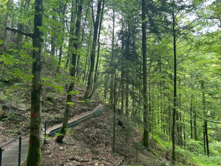 Le sentier en traversée qui surplombe l’Ain. Toujours confortable, parfois pas très large, boueux et un peu glissant.