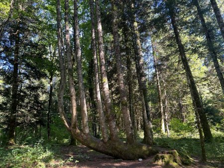 Cordes bien tendues pour Arbre-Lyre bien accordé