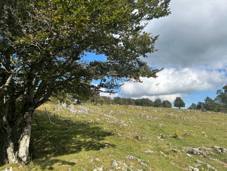 Les affleurements rocheux typiques des alpages du Haut-Doubs, parfois malheureusement passés au casse-cailloux, par commodité...