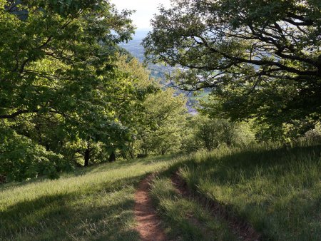 On sort enfin de la forêt.