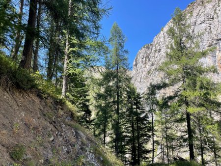 À droite la via ferrata de Rouanne, à gauche un écureuil sur le mélèze 