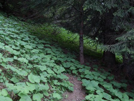 Raide montée en sous-bois...