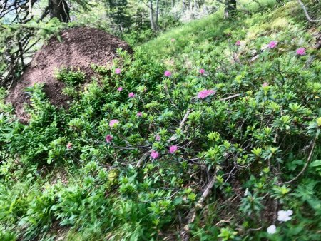 Rhododendrons