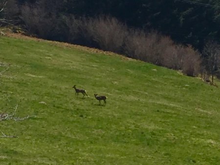 Des chevreuils, prairie entre «l’arrivée» et la croix de St Sabin