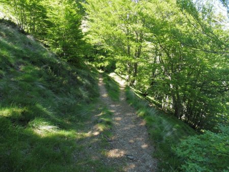 Sentier très bien tracé dans cette forêt qui, en été, nous rafraichit.