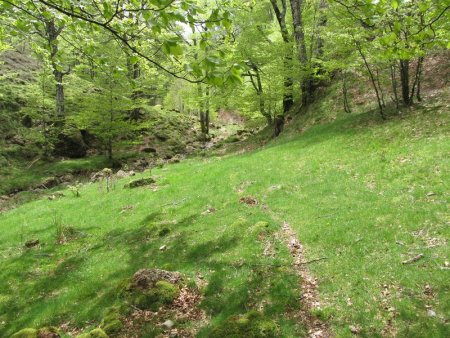 Fera suite un sentier qui entre dans la partie boisée.