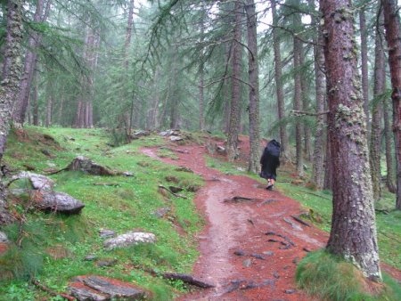 j6 1.Après l’Echalp,montée en forêt , sous la pluie