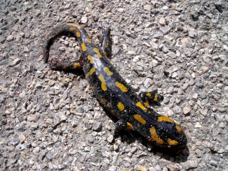 Quel dommage, une belle salamandre tachetée