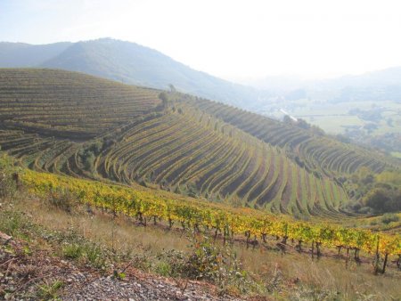 On traverse des vignes (vignoble d’Irouléguy).