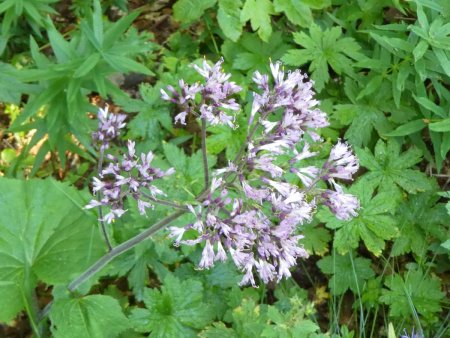 Sur le chemin : adénostyle à feuilles d’alliaire  