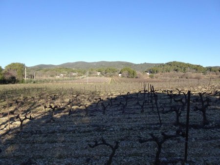 Dans les vignes