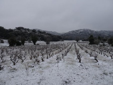 Dans les vignes