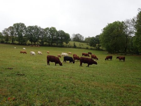 Vaches salers au premier plan