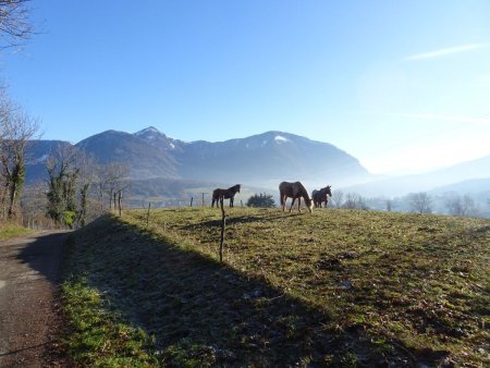 Galoppaz et Pic de la Sauge