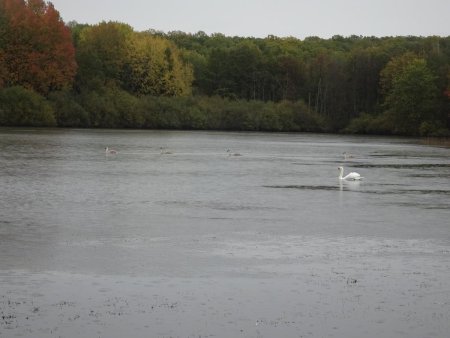 Famille de cygnes