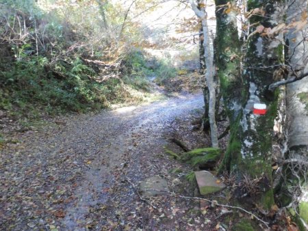 Et c’est parti pour une traversée en forêt balisée GR11.