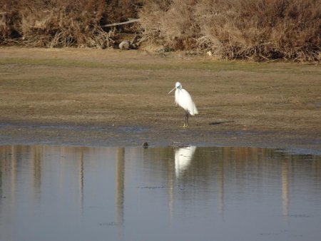 Aigrette garzette