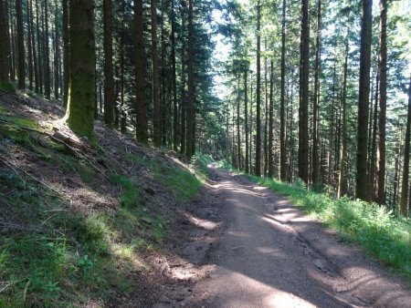 Descente en forêt