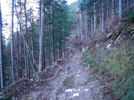 Piste Forestière