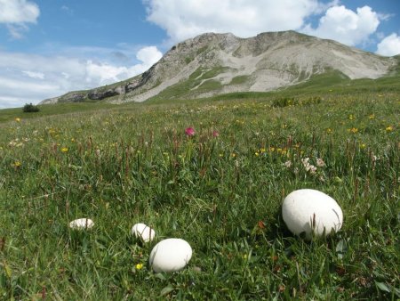 Lycoperdons