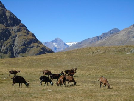 Les biquettes à Côte Rouges.