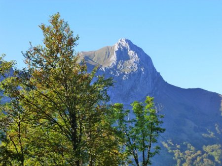 Descente dans les bois