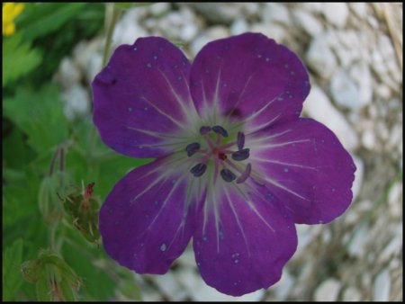 Fleur de géranium.