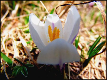 Crocus.