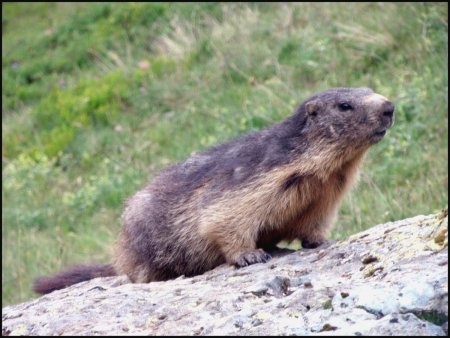 Marmotte.