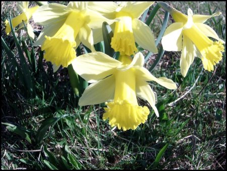 Bouquet de jonquilles.