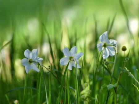 Narcisses entre la source et le point 1163m