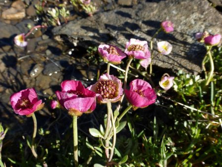 Renoncule des glaciers