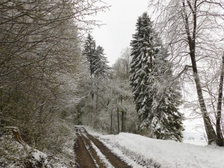 En forêt !