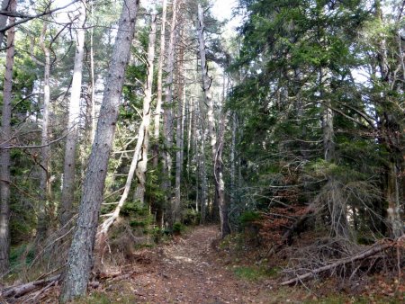 Descente du GR96 sur la Ménardiére