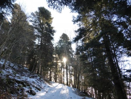 1 ers pas en forêt