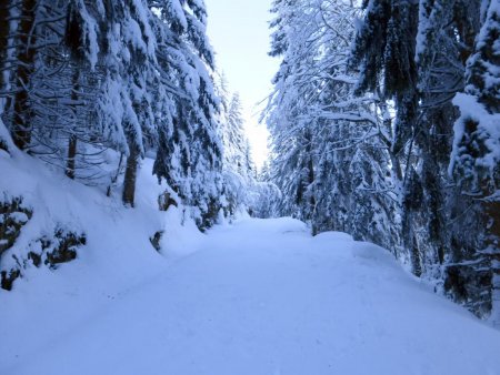 La piste forestière du Champet vierge