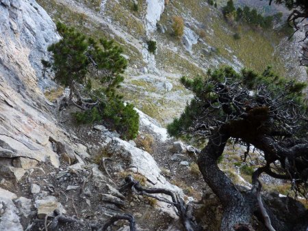 Dans la vire à 45°, en regardant vers le bas : juste au-dessus du passage d’escalade, et dans les premiers pins