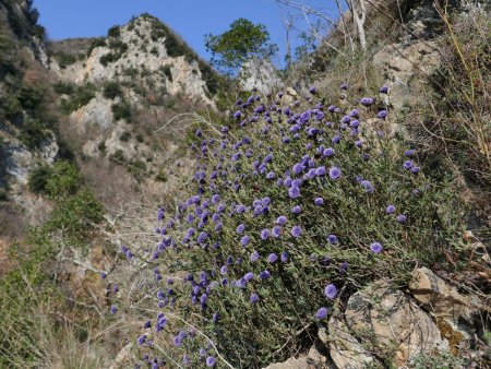 Sur le sentier des corniches : globulaires