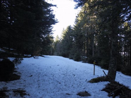 On retombe sur la piste forestière qui mène à la Loge de la Morte.