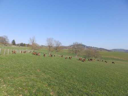 Troupeau de chèvres à Maintignieux.