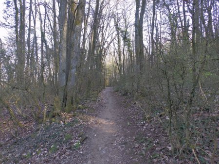 Passage dans un bois.